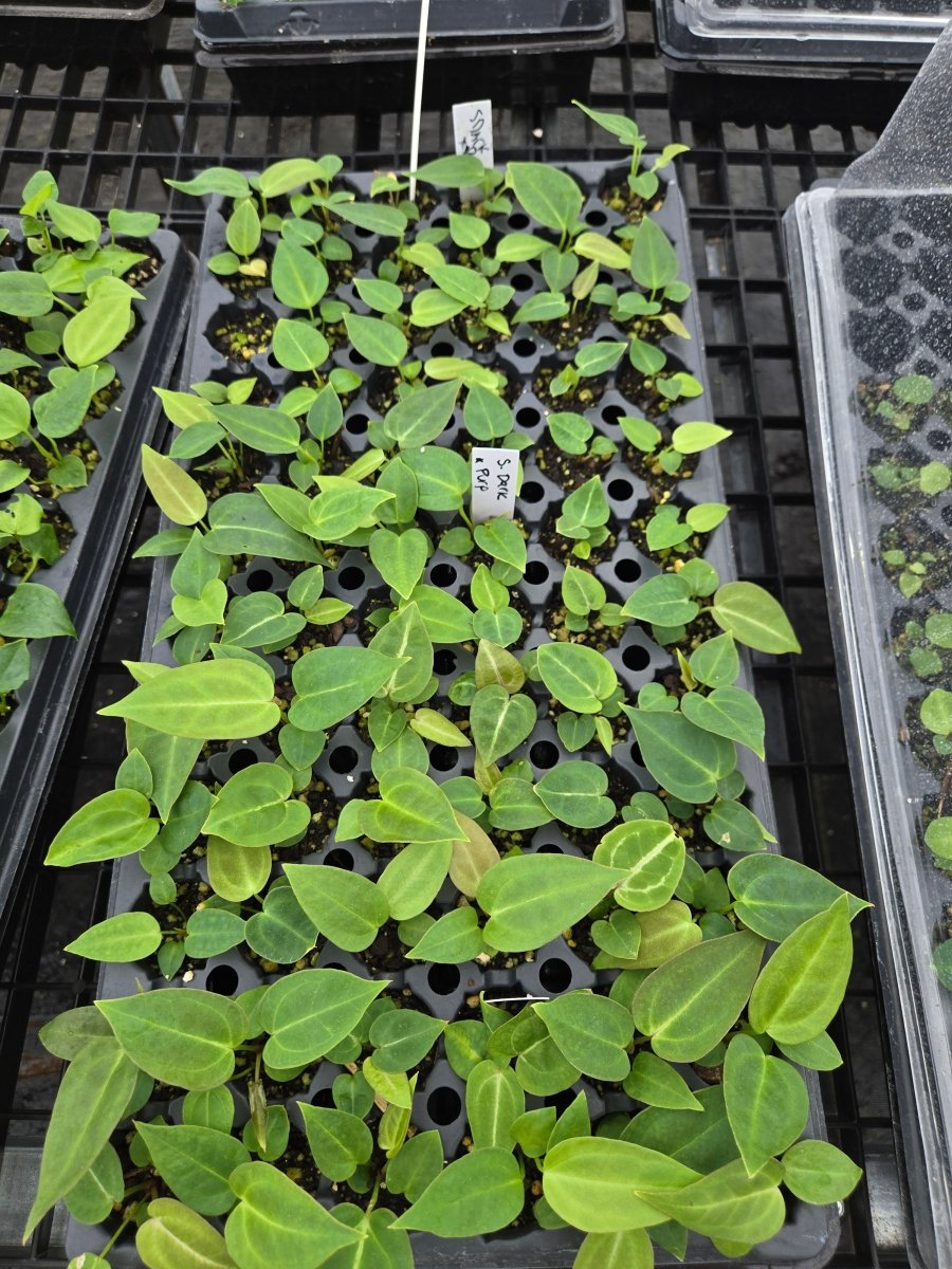 Anthurium 'Swampmannii Black' x A. 'Doc Block Purple' F2 (A9) - Nice Plants Good Pots