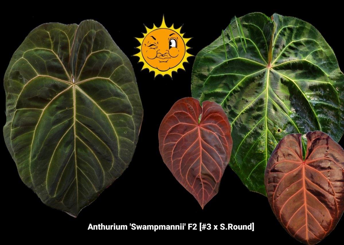 Anthurium 'Swampmannii' F2 [3 x S.Round] (A11) - Nice Plants Good Pots
