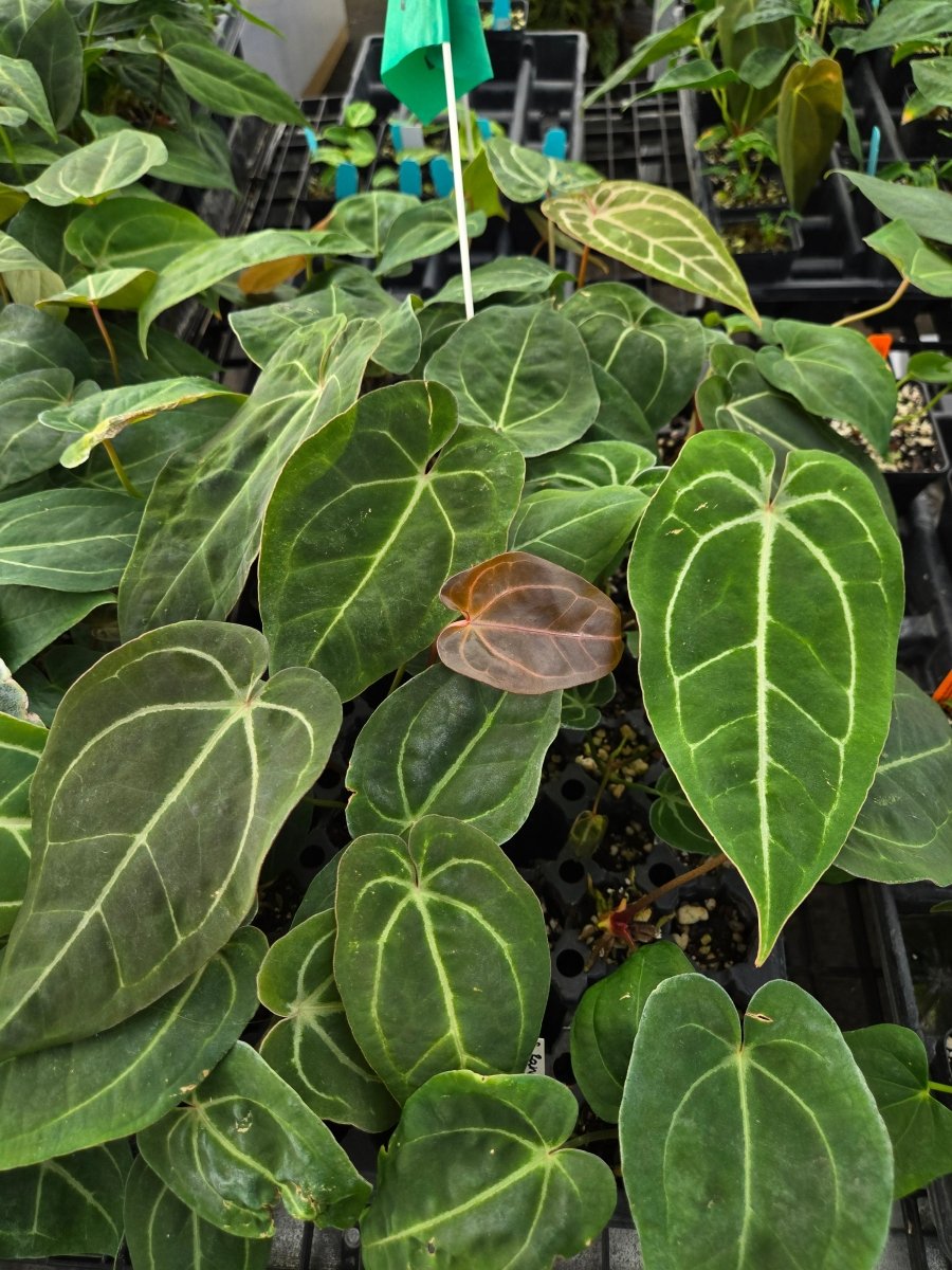Anthurium 'Swampmannii' F2 [3 x S.Round] (A11) - Nice Plants Good Pots