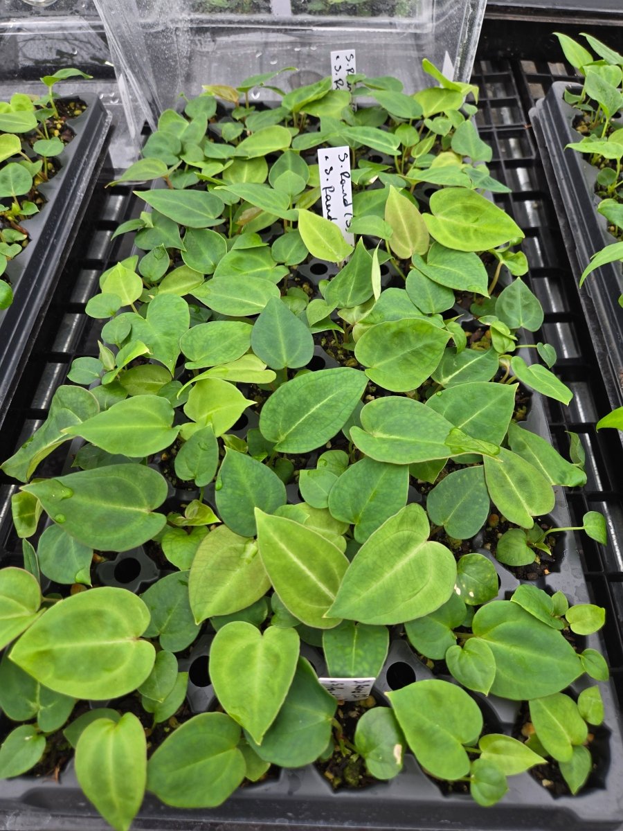 Anthurium 'Swampmannii' F2 [3 x S.Round] (A11) - Nice Plants Good Pots