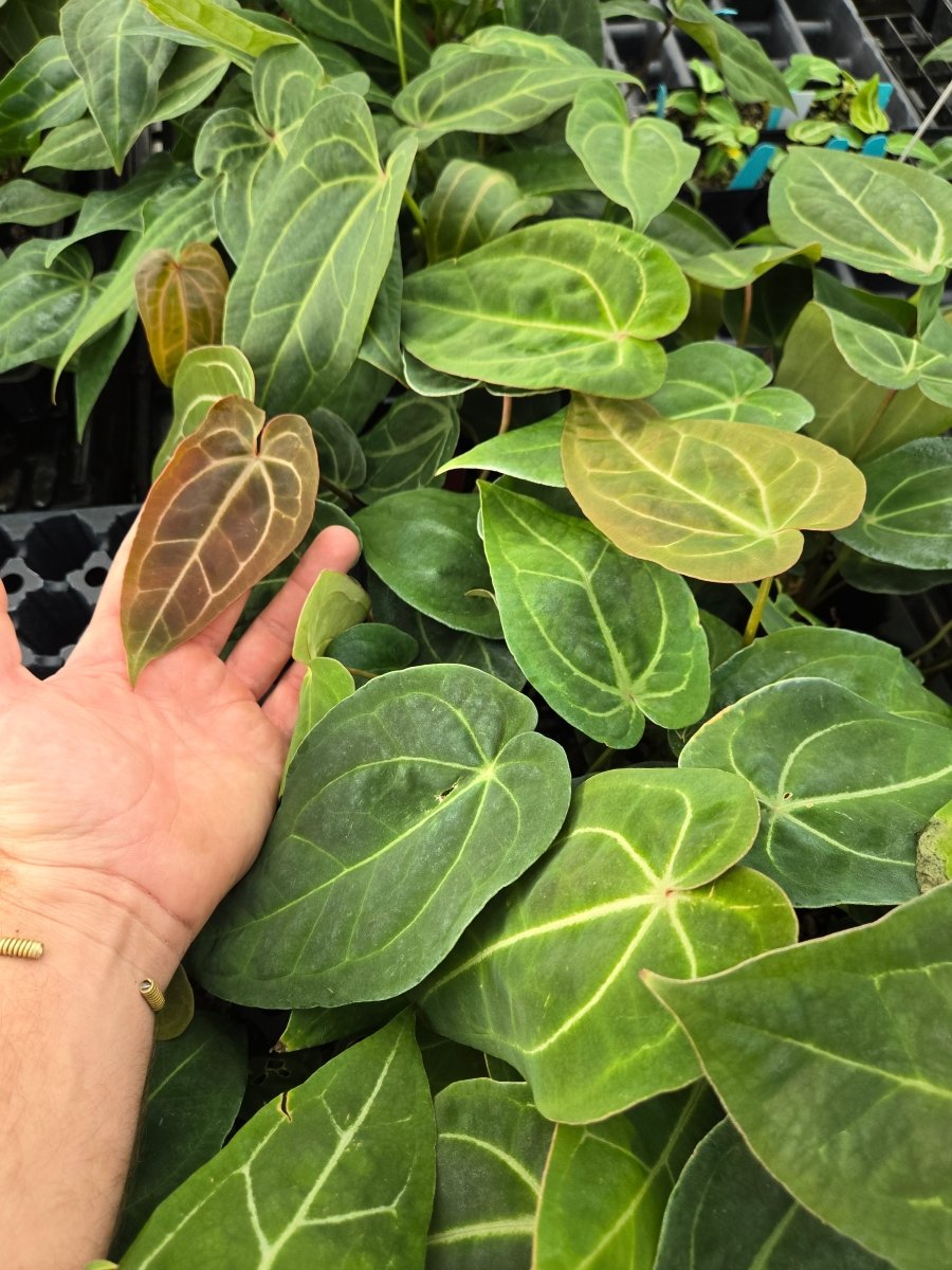 Anthurium 'Swampmannii' F2 [3 x S.Round] (A11) - Nice Plants Good Pots