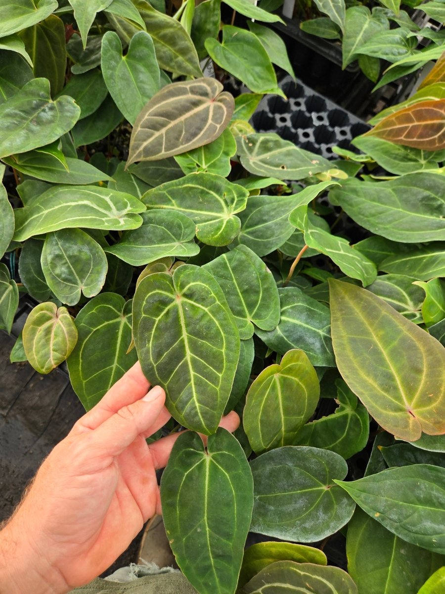 Anthurium 'Swampmannii' F2 [3 x S.Round] (A11) - Nice Plants Good Pots