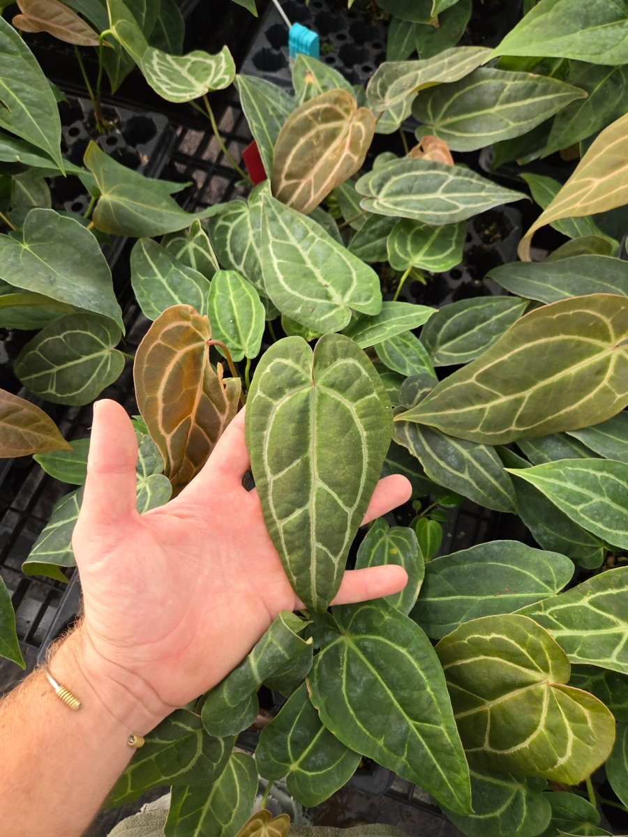 Anthurium 'Swampmannii Long' x ('A. 'Rotundatum X' x A. 'Doc Block Purp F2' 1) (A14) - Nice Plants Good Pots