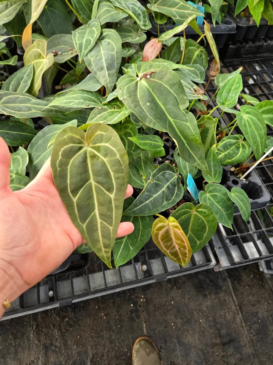 Anthurium 'Swampmannii Long' x ('A. 'Rotundatum X' x A. 'Doc Block