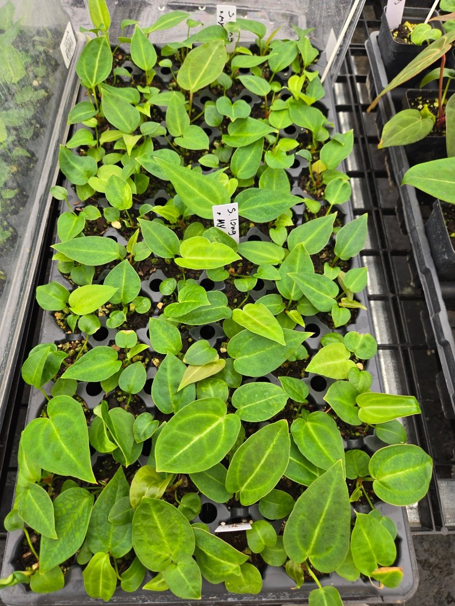 Anthurium 'Swampmannii Long' x ('A. 'Rotundatum X' x A. 'Doc Block