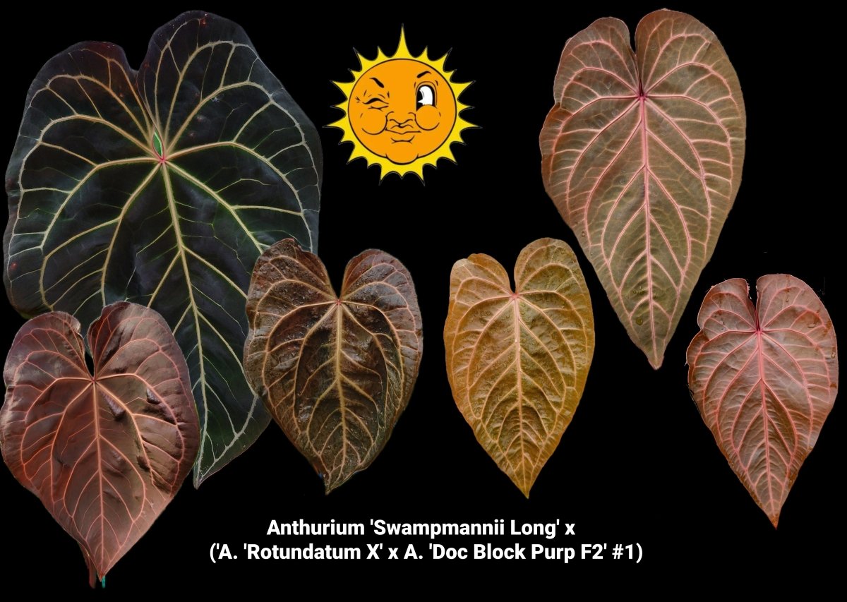 Anthurium 'Swampmannii Long' x ('A. 'Rotundatum X' x A. 'Doc Block Purp F2' 1) (A14) - Nice Plants Good Pots