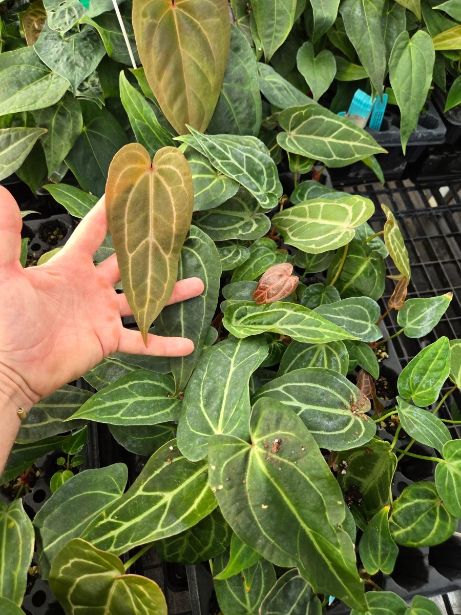 Anthurium 'Swampmannii Long' x ('A. 'Rotundatum X' x A. 'Doc Block