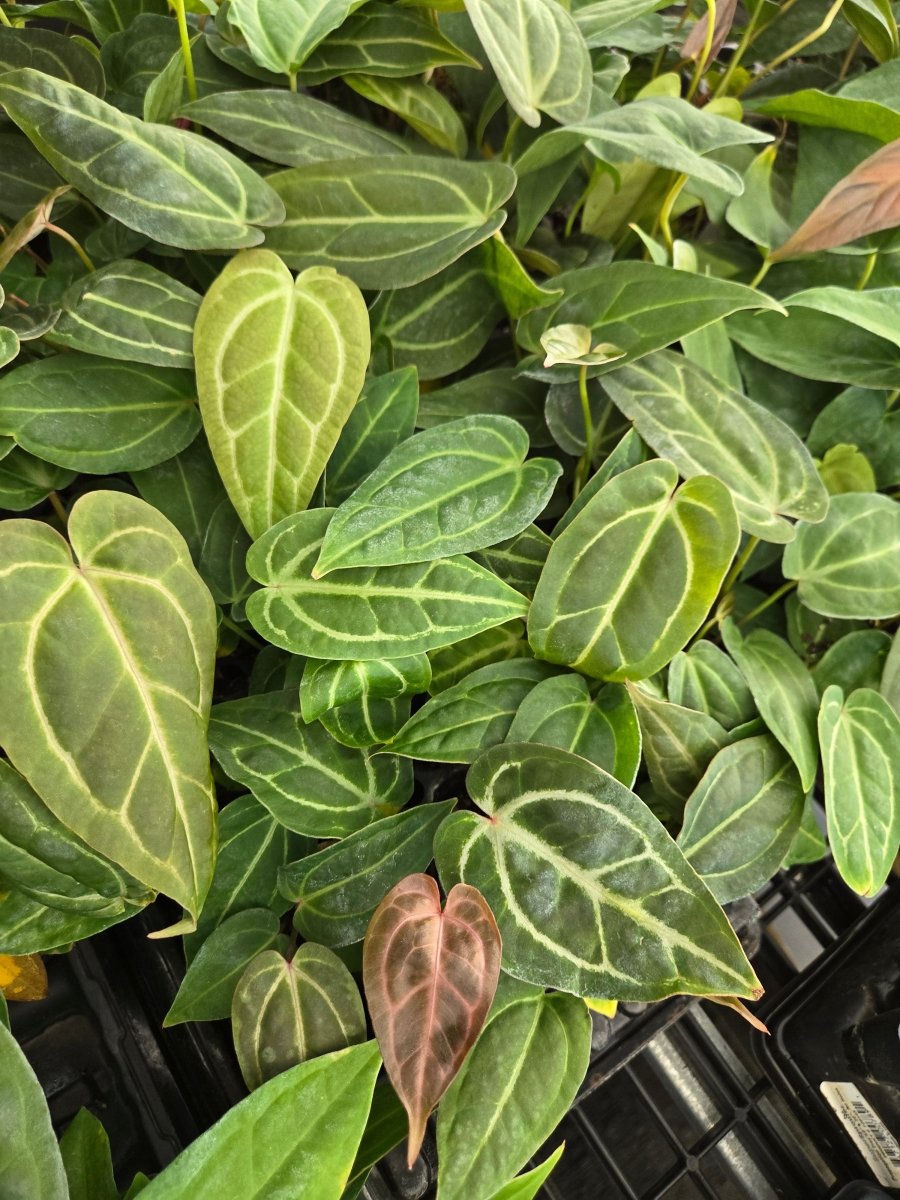 チュルミ Anthurium 'Swampmannii Long' X ('Rotundatum X' X 'Doc Block Purp