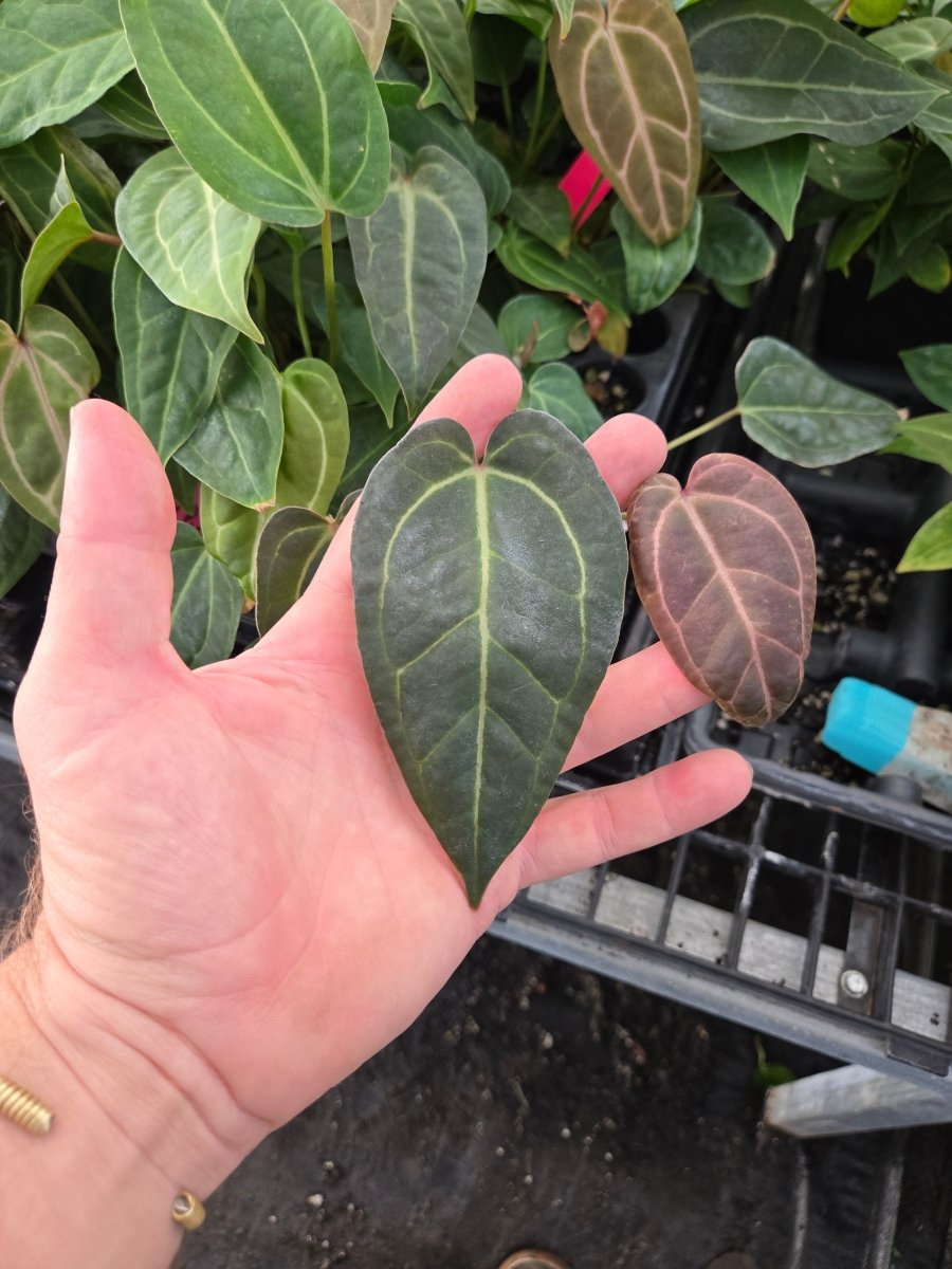 Anthurium 'Swampmannii Long' x ('A. 'Rotundatum X' x A. 'Doc Block Purp F2' 1) (A47) (small) - Nice Plants Good Pots