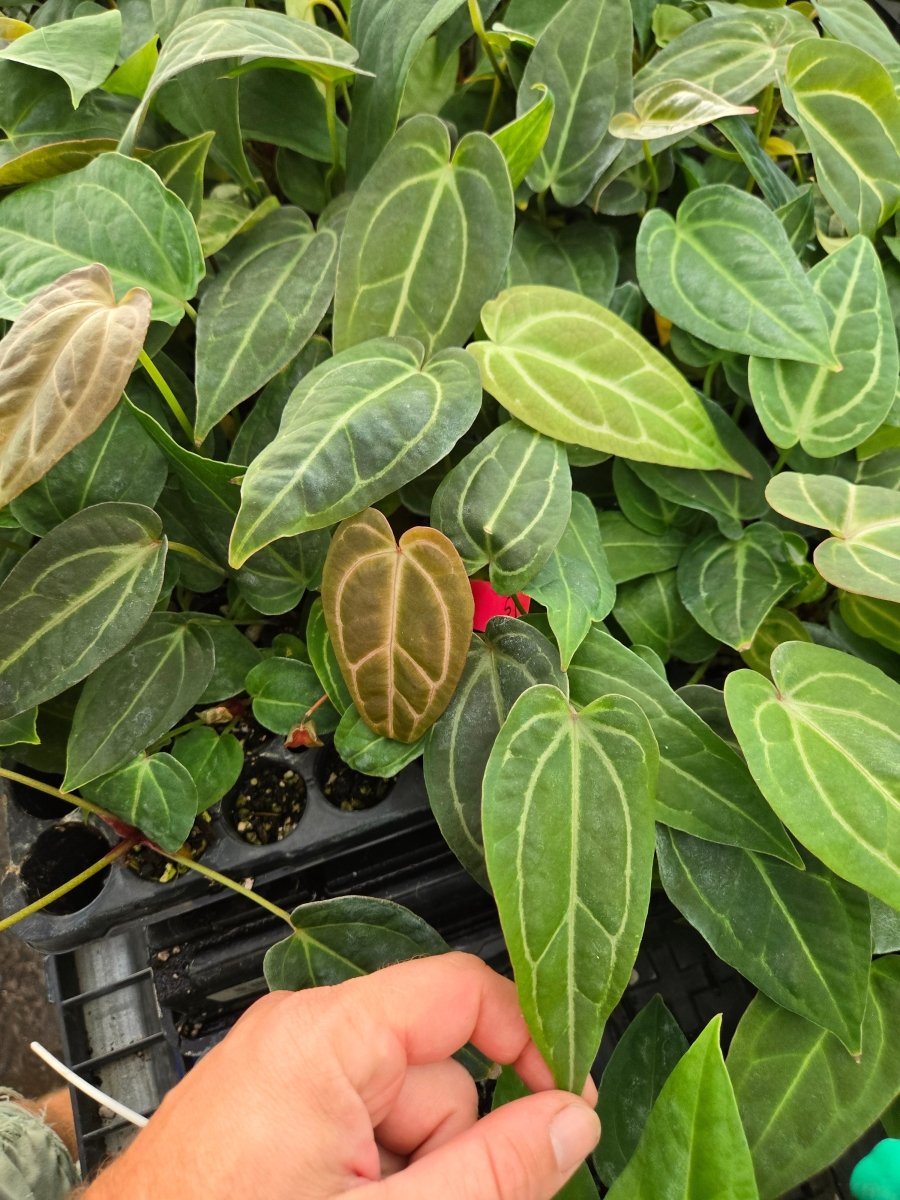 Anthurium 'Swampmannii Long' x  ('A. 'Rotundatum X' x A. 'Doc Block Purp F2' #1)  (A47) (small) – seed-grown Anthurium hybrid