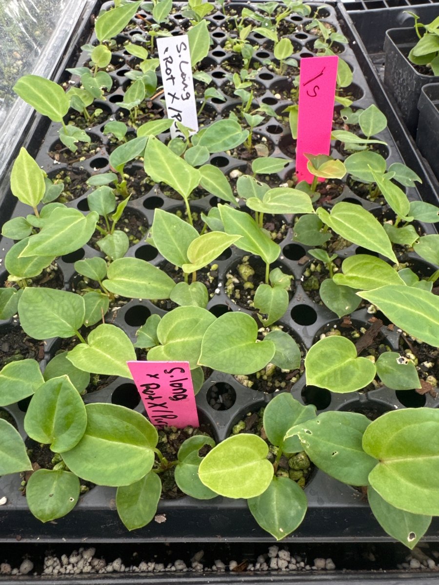 Anthurium 'Swampmannii Long' x ('A. 'Rotundatum X' x A. 'Doc Block Purp F2' 1) (A47) (small) - Nice Plants Good Pots