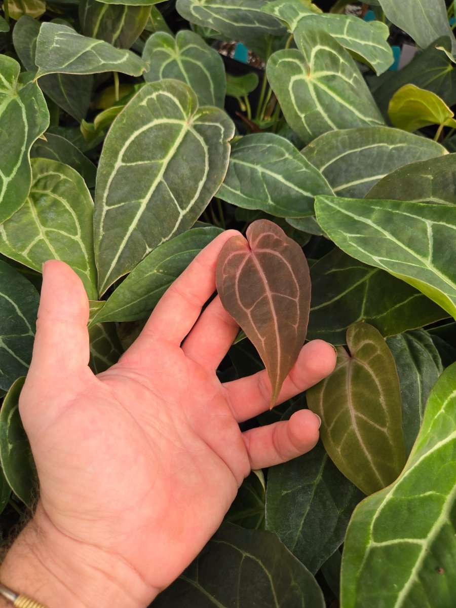 Anthurium 'Swampmannii Round' x open (A30) - Nice Plants Good Pots