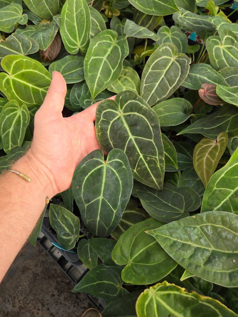 Anthurium 'Swampmannii Round' x open (A30) - Nice Plants Good Pots