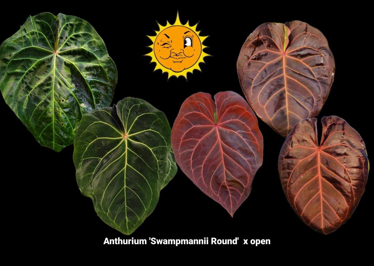 Anthurium 'Swampmannii Round' x open (A30) - Nice Plants Good Pots