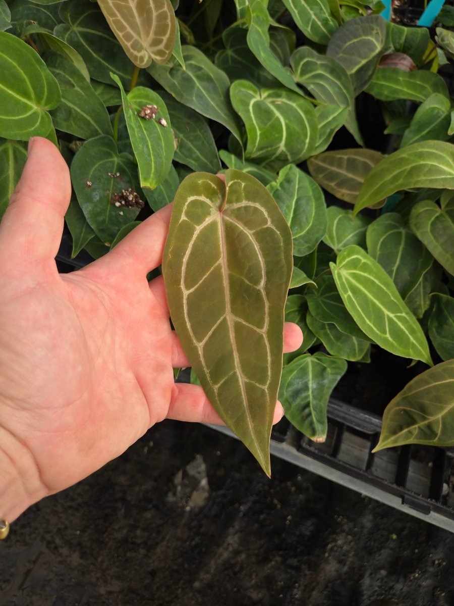 Anthurium 'Swampmannii Round' x open (A30) – Nice Plants Good Pots