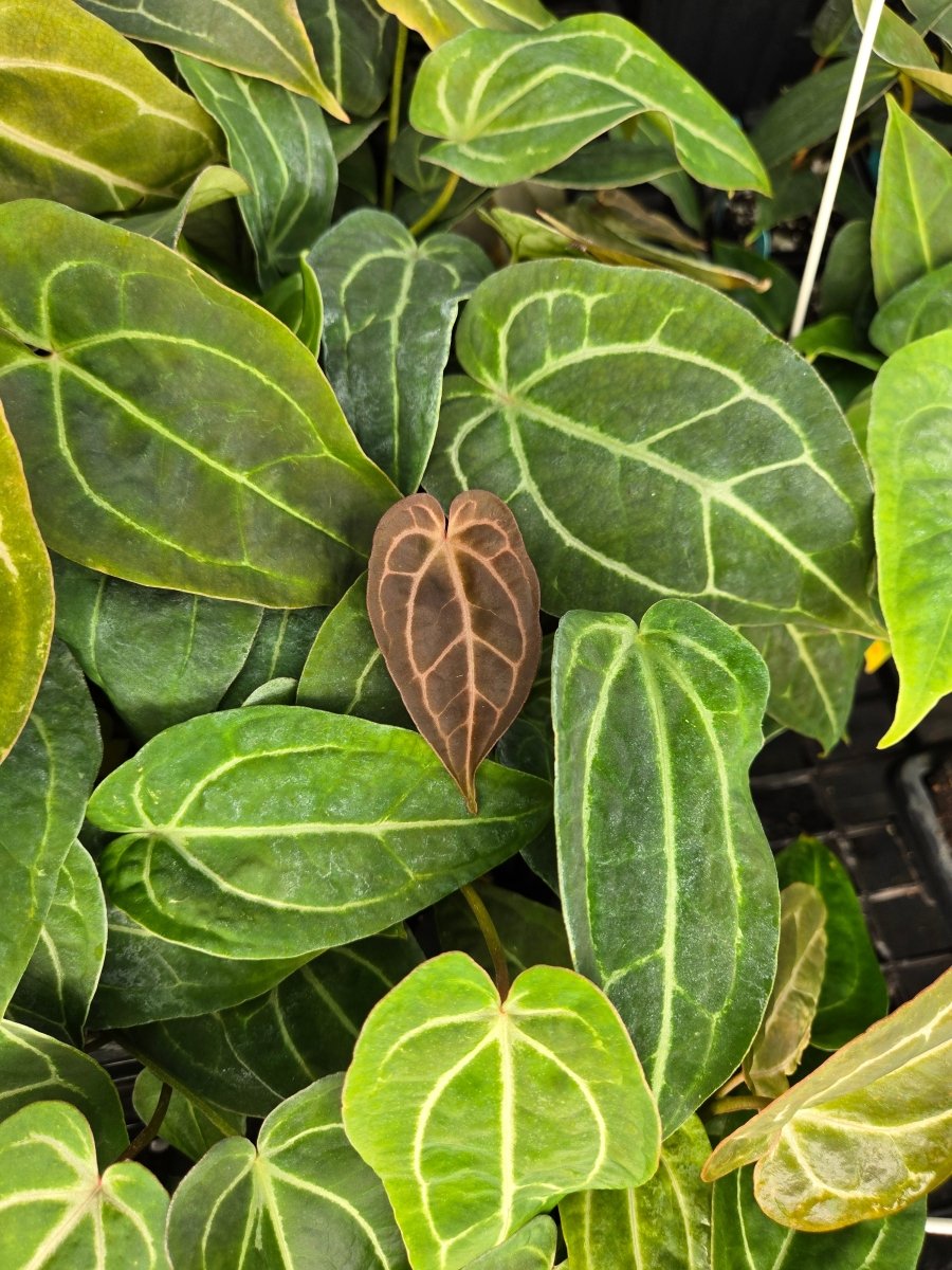 え802 XL. PLANT HUNTER 植木鉢 Anthurium 'Swampmannii Round' x open (A30) – Nice Plants Good Pots