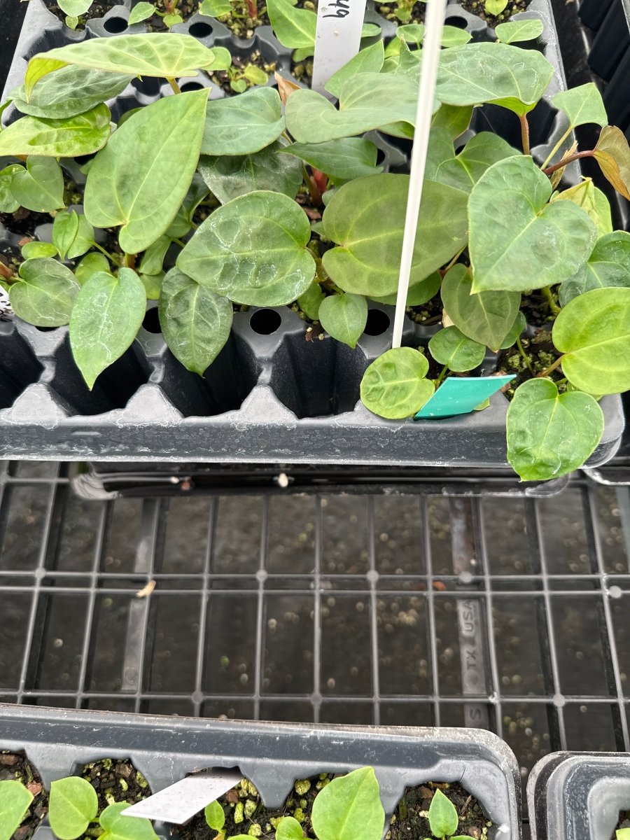 Anthurium 'Swampmannii' x (A. 'Doc Block Brielle'/ 'Zara') x (Cerrocampanese /Papillilaminum) - Nice Plants Good Pots