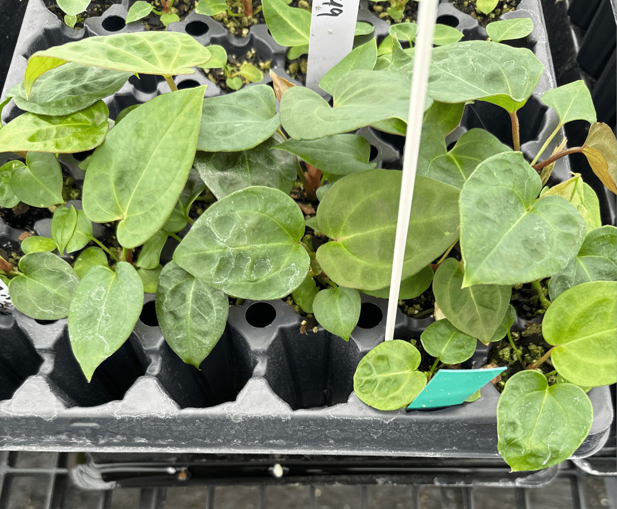 Anthurium 'Swampmannii' x (A. 'Doc Block Brielle'/ 'Zara') x (Cerrocampanese /Papillilaminum) - Nice Plants Good Pots