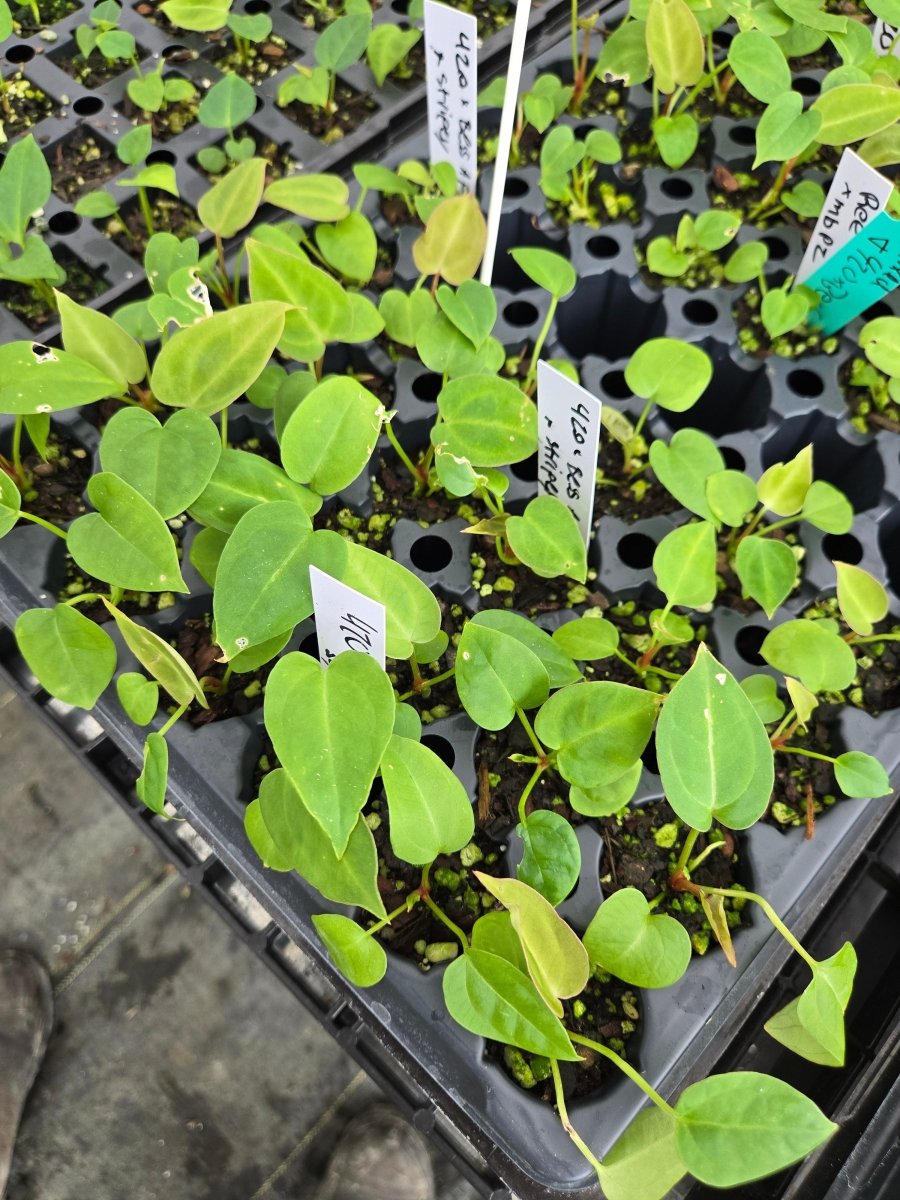 Anthurium Tim Anderson '420 Dark Mag' x A Besseae AFF or A. Tim Anderson 'Stripey' Mag/Pap (A26) - Nice Plants Good Pots