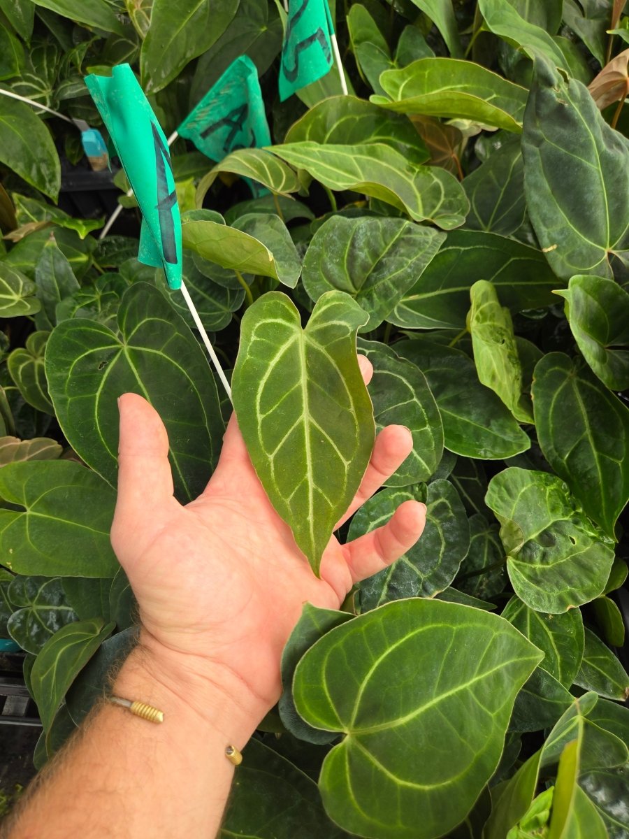 Anthurium Tim Anderson '420 Dark Mag' x A Besseae AFF or A. Tim Anderson 'Stripey' Mag/Pap (A26) - Nice Plants Good Pots