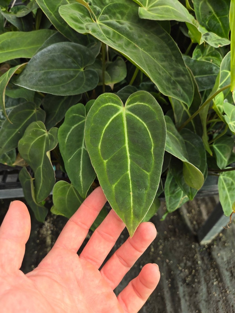 Anthurium Tim Anderson '420 Dark Mag' x A Besseae AFF or A. Tim