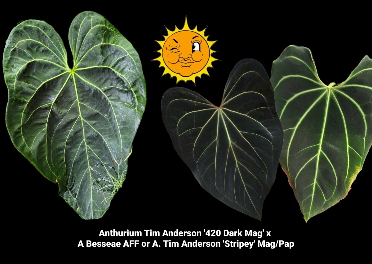 Anthurium Tim Anderson '420 Dark Mag' x A Besseae AFF or A. Tim Anderson 'Stripey' Mag/Pap (A26) - Nice Plants Good Pots