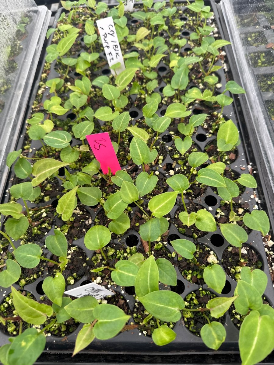 Anthurium Tim Anderson (‘Crystal Mag’ x ‘Tim’s Black’) x A. 'Doc Block Purple' F2 (A53) (small) - Nice Plants Good Pots