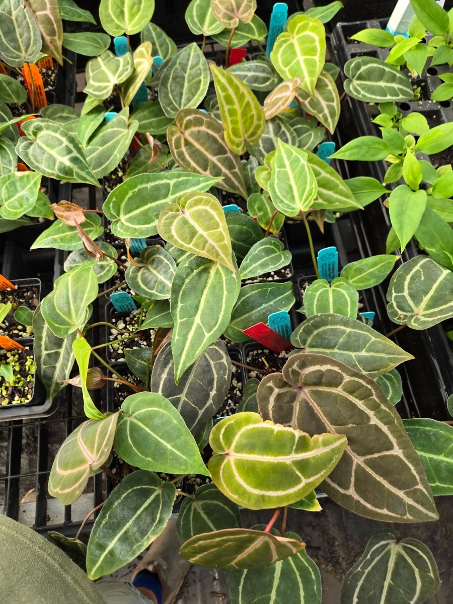 Anthurium Tim Anderson (‘Crystal Mag’ x ‘Tim’s Black’) x A. 'Doc Block Purple' F2 (A53) (small) - Nice Plants Good Pots