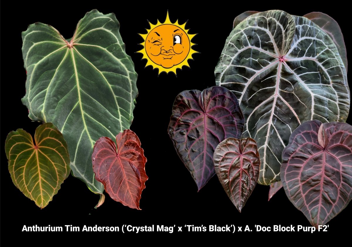 Anthurium Tim Anderson (‘Crystal Mag’ x ‘Tim’s Black’) x A. 'Doc Block Purple' F2 (A53) (small) - Nice Plants Good Pots