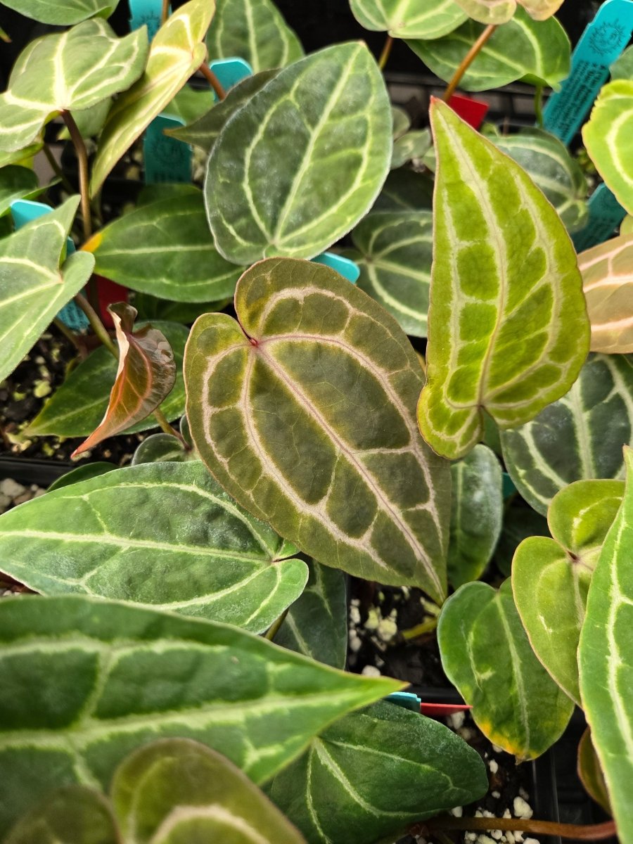 Anthurium Tim Anderson ('Crystal Mag' x 'Tim's Black') x A. 'Doc