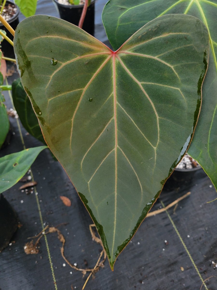 Anthurium Tim Anderson 'Crystal Mag'/'Tim's Black' x open (A46) (multi - pot) - Nice Plants Good Pots