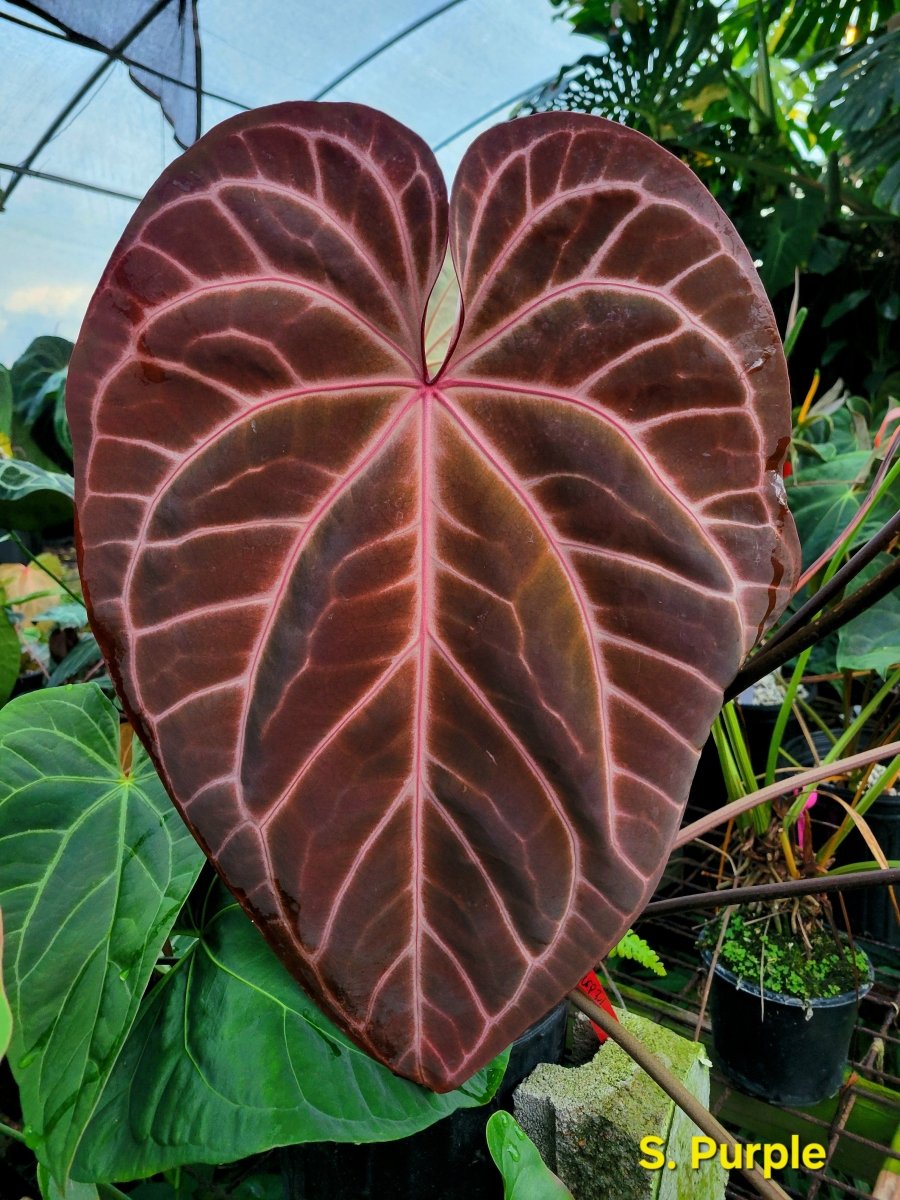 Anthurium Tim Anderson 'Crystal Mag'/'Tim's Black' x open (A46) (multi - pot) - Nice Plants Good Pots