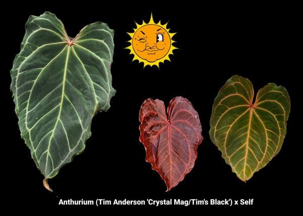 Anthurium ('Tim Anderson Crystal Mag'/'Tim's Black') x self – Nice