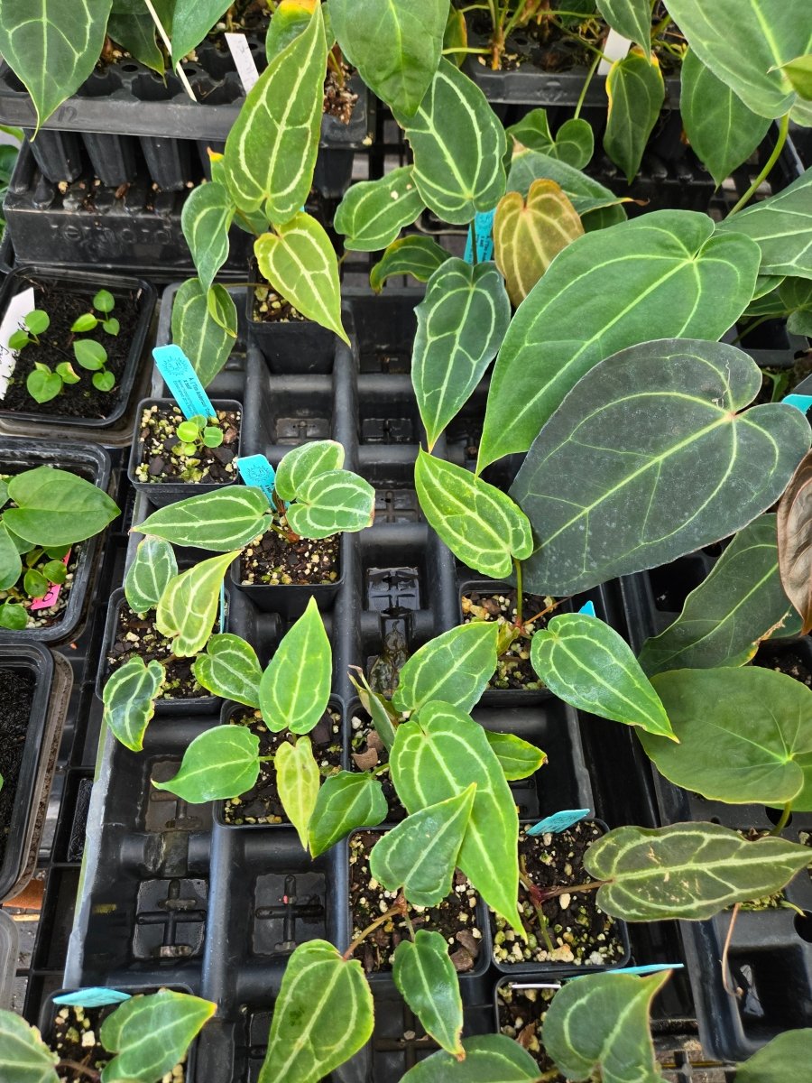 Anthurium (Tim Anderson 'Crystal Mag/Tim's Black') x Self (A44) - Nice Plants Good Pots