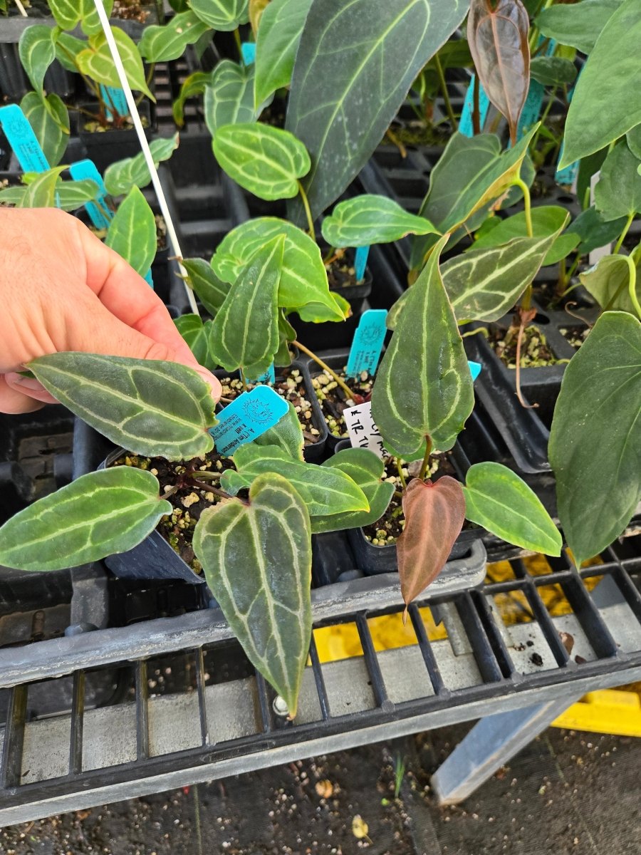 Anthurium (Tim Anderson 'Crystal Mag/Tim's Black') x Self (A44) - Nice Plants Good Pots