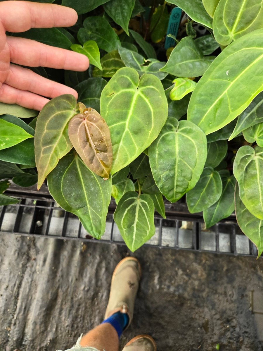 Anthurium (Tim Anderson Mag Pap / 'Doc Block Purple' F2) x A. 'Swampmanii' (A16) - Nice Plants Good Pots