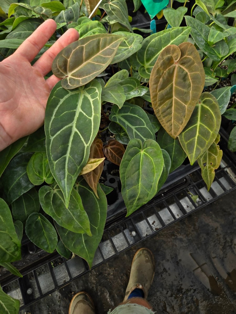 Anthurium (Tim Anderson Mag Pap / 'Doc Block Purple' F2) x A. 'Swampmanii' (A16) - Nice Plants Good Pots