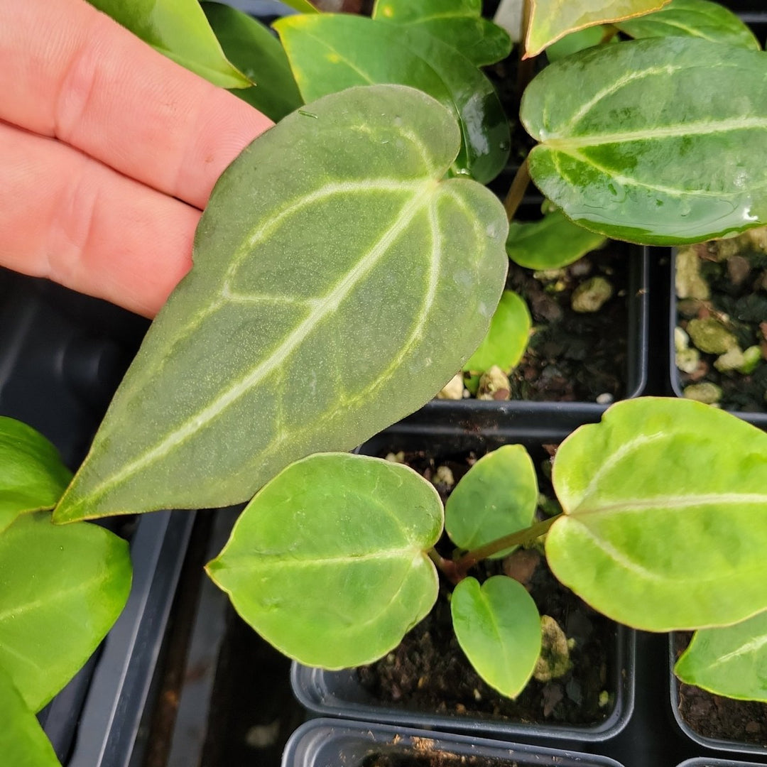 Anthurium (Tim Anderson Magnificum x Papillilaminum ) x (Indonesian Crystallinum x Papillilaminum) - Nice Plants Good Pots