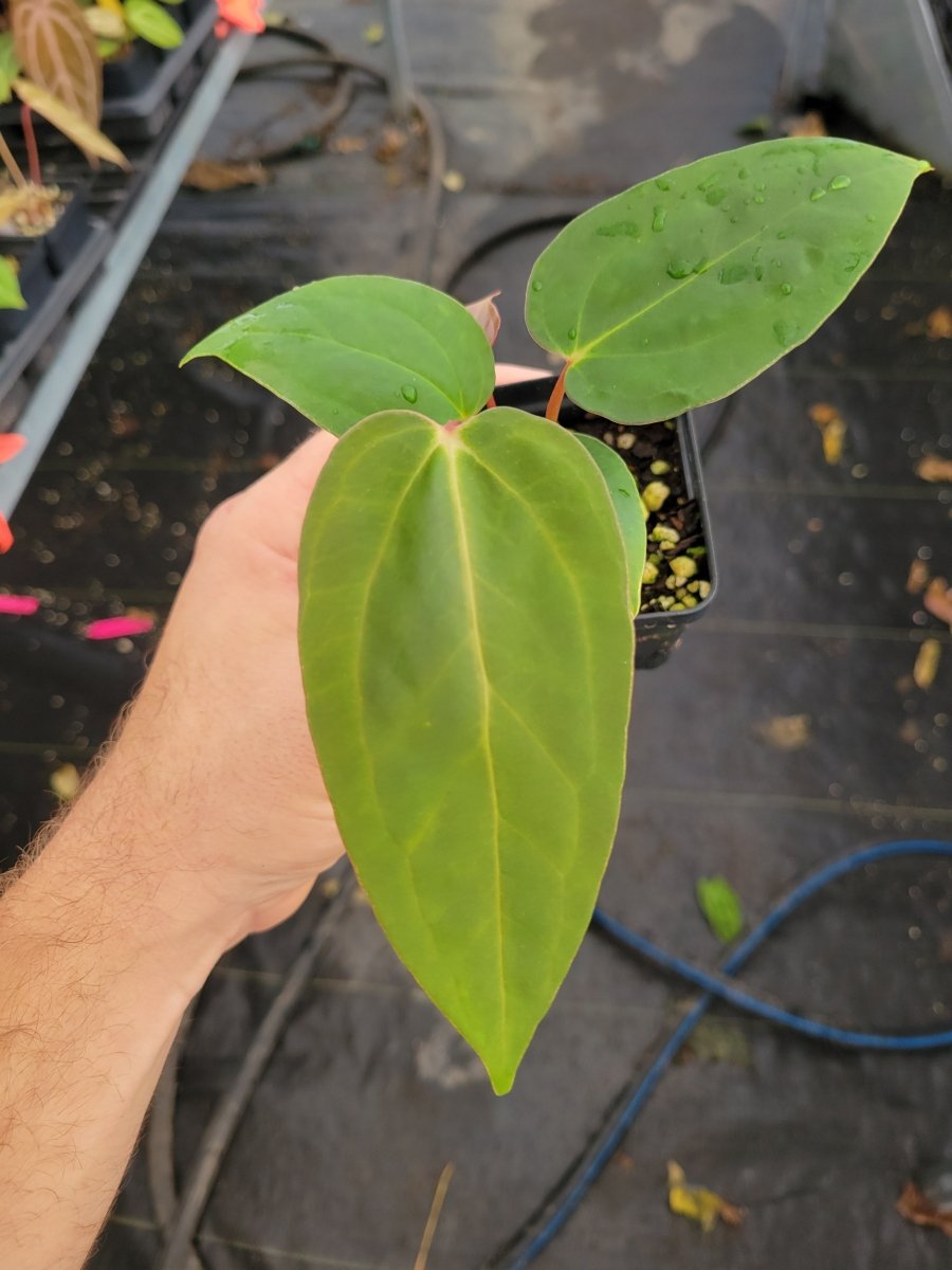 Anthurium Tim Anderson 'Mag/Pap' #3 x A. Papilliaminum 'Ree Gardens' - Nice Plants Good Pots