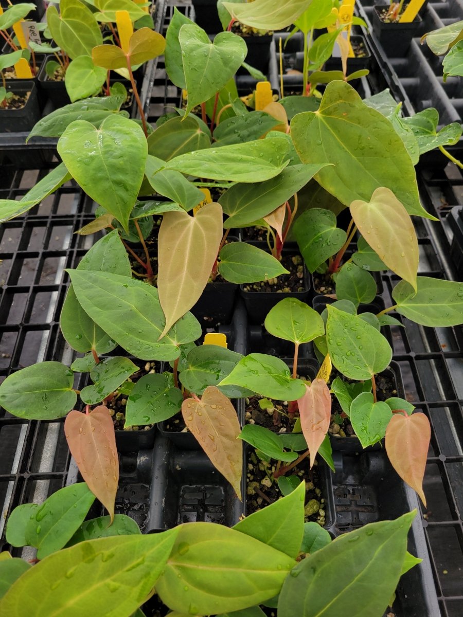 Anthurium Tim Anderson 'Mag/Pap' #3 x A. Papilliaminum 'Ree Gardens' - Nice Plants Good Pots