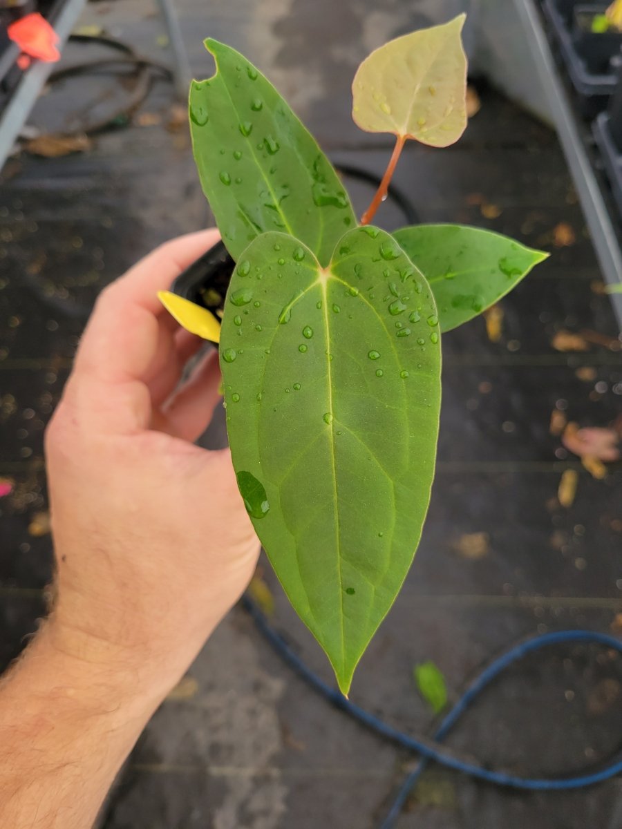 Anthurium Tim Anderson 'Mag/Pap' #3 x A. Papilliaminum 'Ree Gardens' - Nice Plants Good Pots