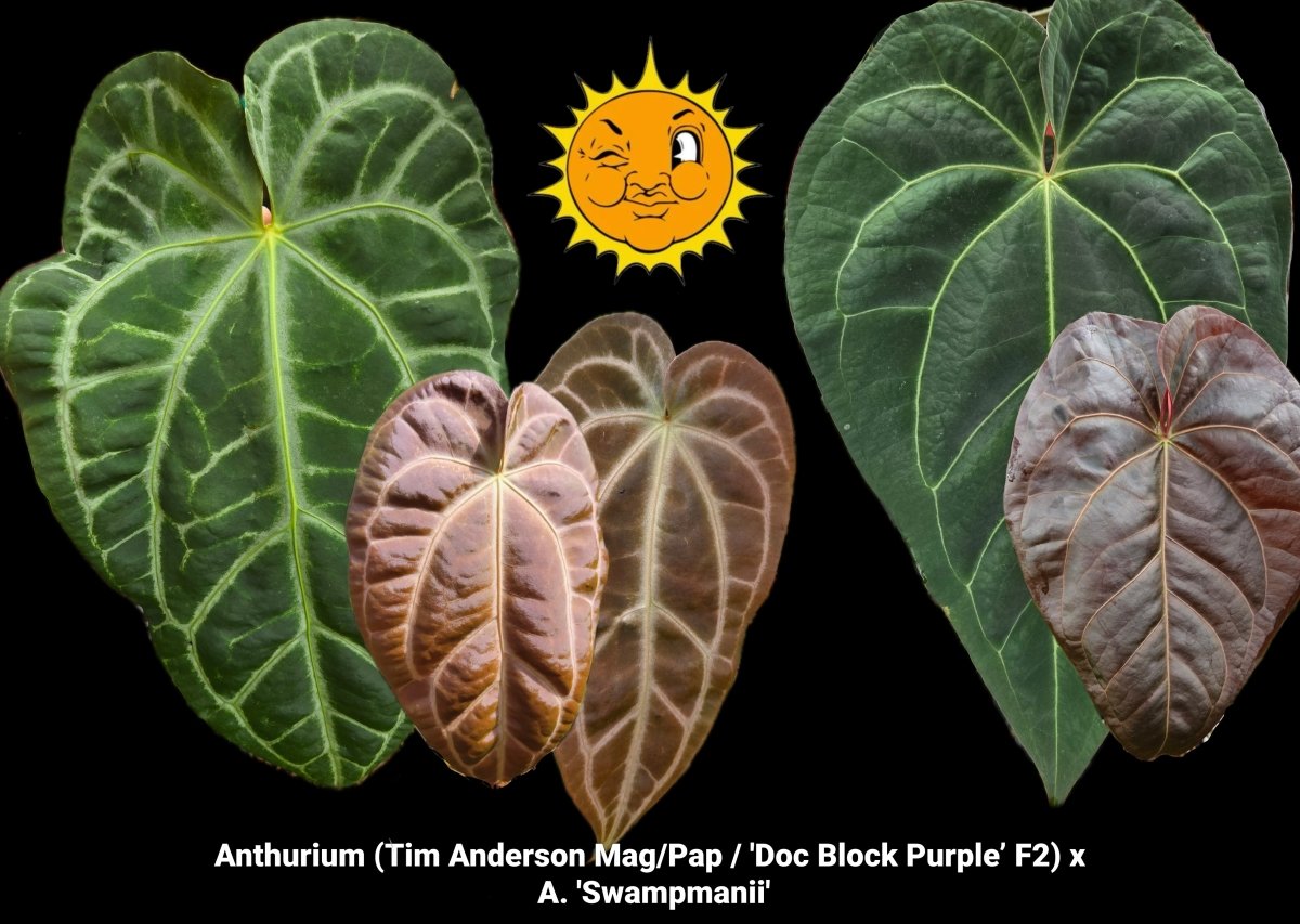Anthurium (Tim Anderson Mag/Pap / 'Doc Block Purple' F2) x A. 'Swampmanii' (A16) - Nice Plants Good Pots