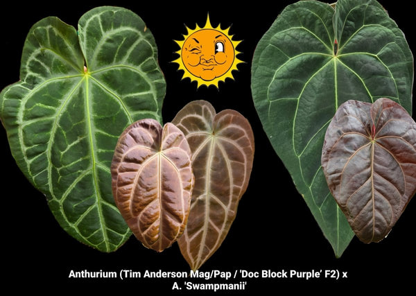 Anthurium ('Tim Anderson Mag Pap' / 'Doc Block Purple F2') X
