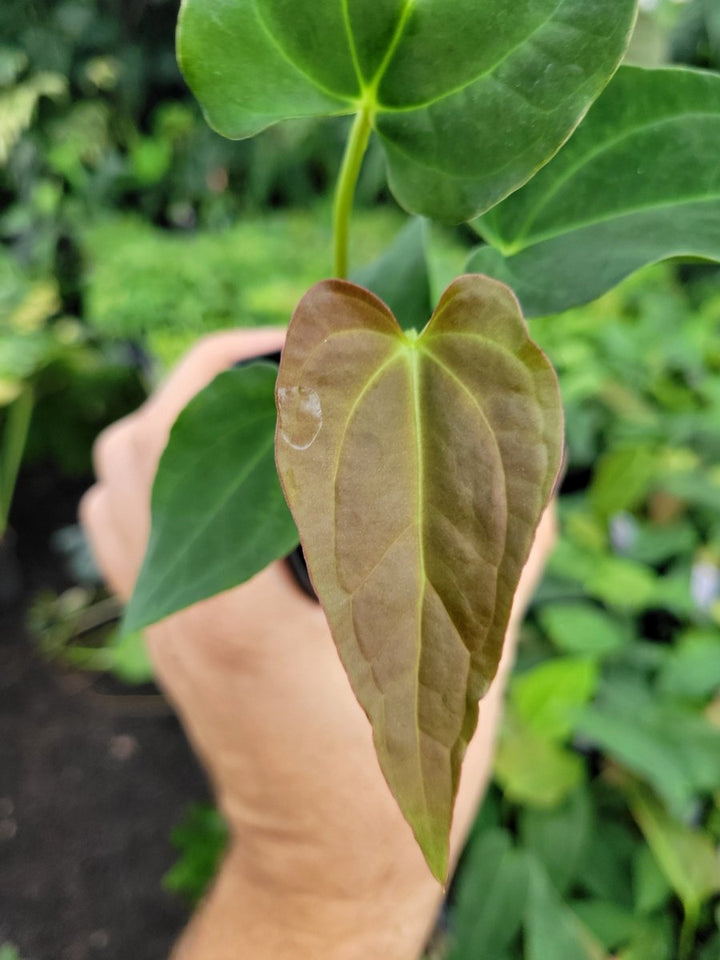 Anthurium Tim Anderson Stripey (A. Mag x Pap) x ( A. Ree Gardens Papillilaminum) - Nice Plants Good Pots