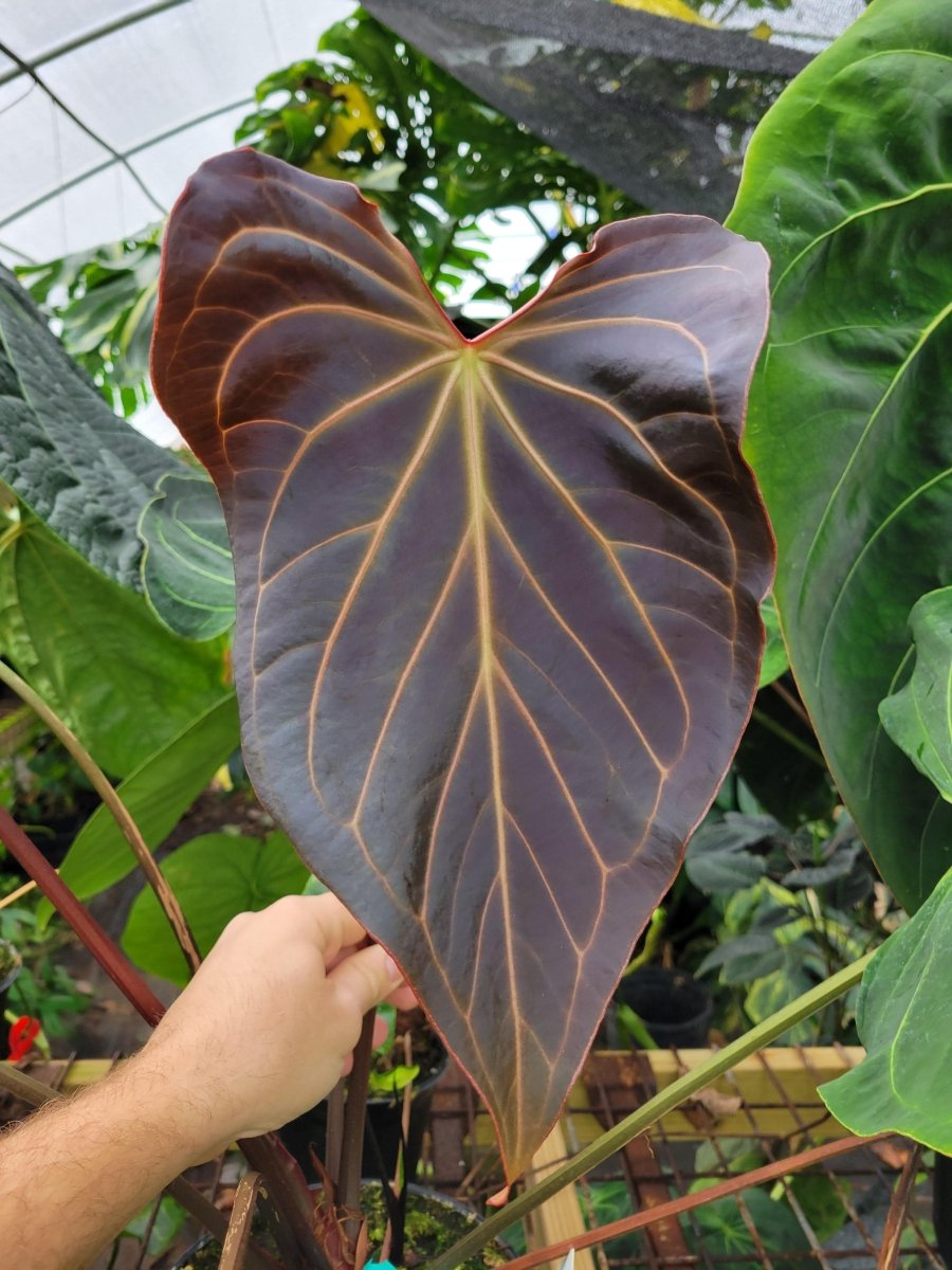 Anthurium Tim Anderson Stripey (A. Mag x Pap) x ( A. Ree Gardens Papillilaminum) - Nice Plants Good Pots