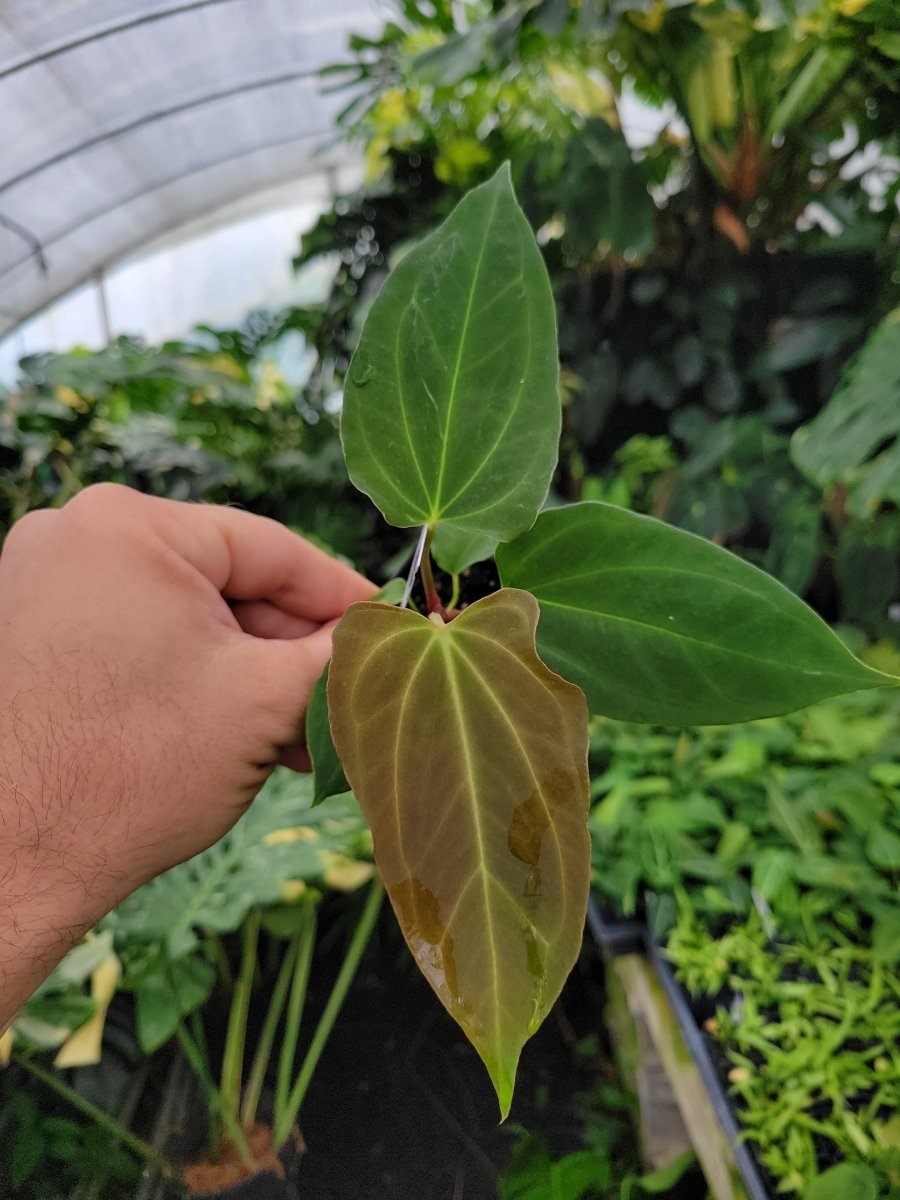 Anthurium Tim Anderson Stripey (A. Mag x Pap) x ( A. Ree Gardens Papillilaminum) - Nice Plants Good Pots