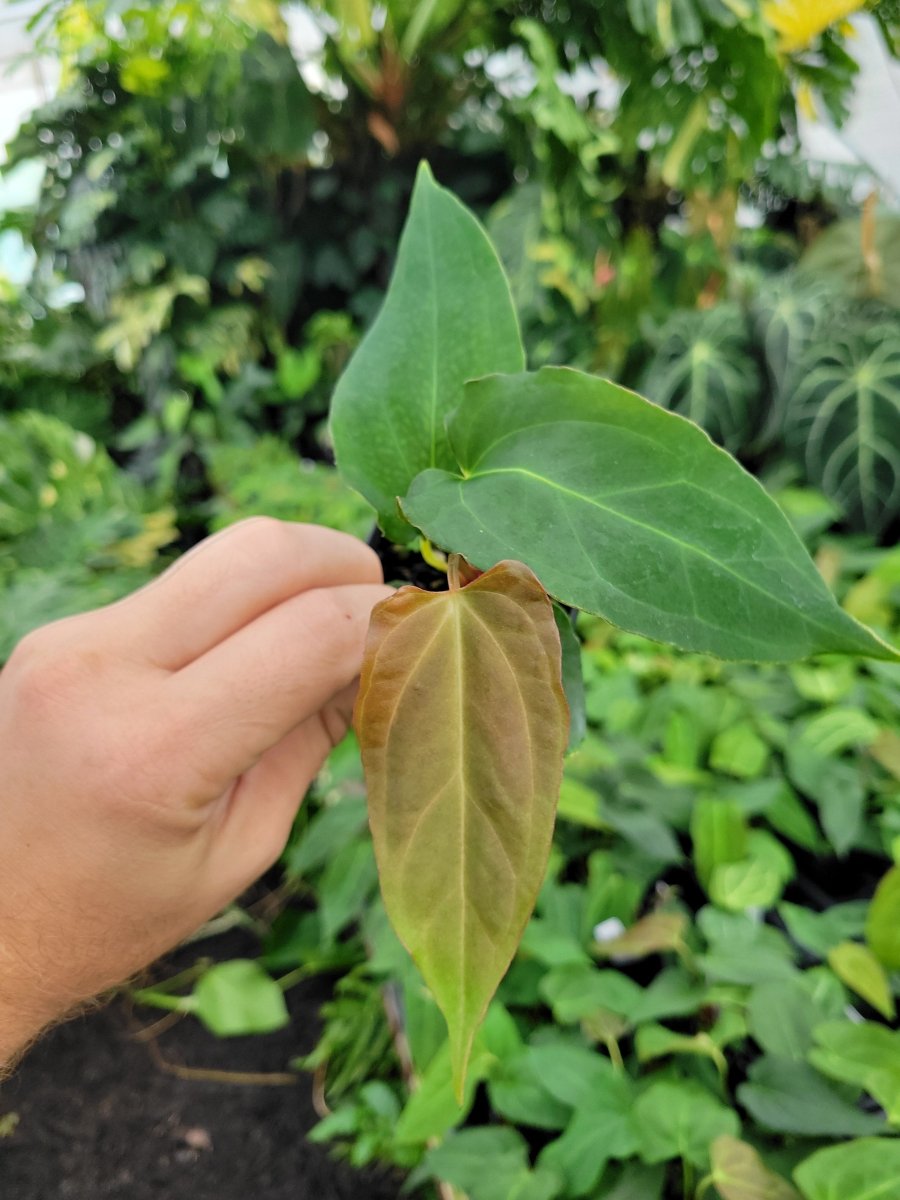 Anthurium Tim Anderson Stripey (A. Mag x Pap) x ( A. Ree Gardens Papillilaminum) - Nice Plants Good Pots