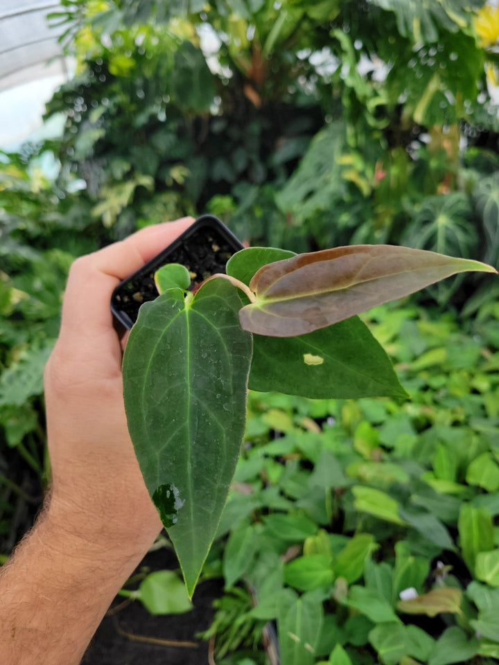 Anthurium Tim Anderson Stripey (A. Mag x Pap) x ( A. Ree Gardens Papillilaminum) - Nice Plants Good Pots