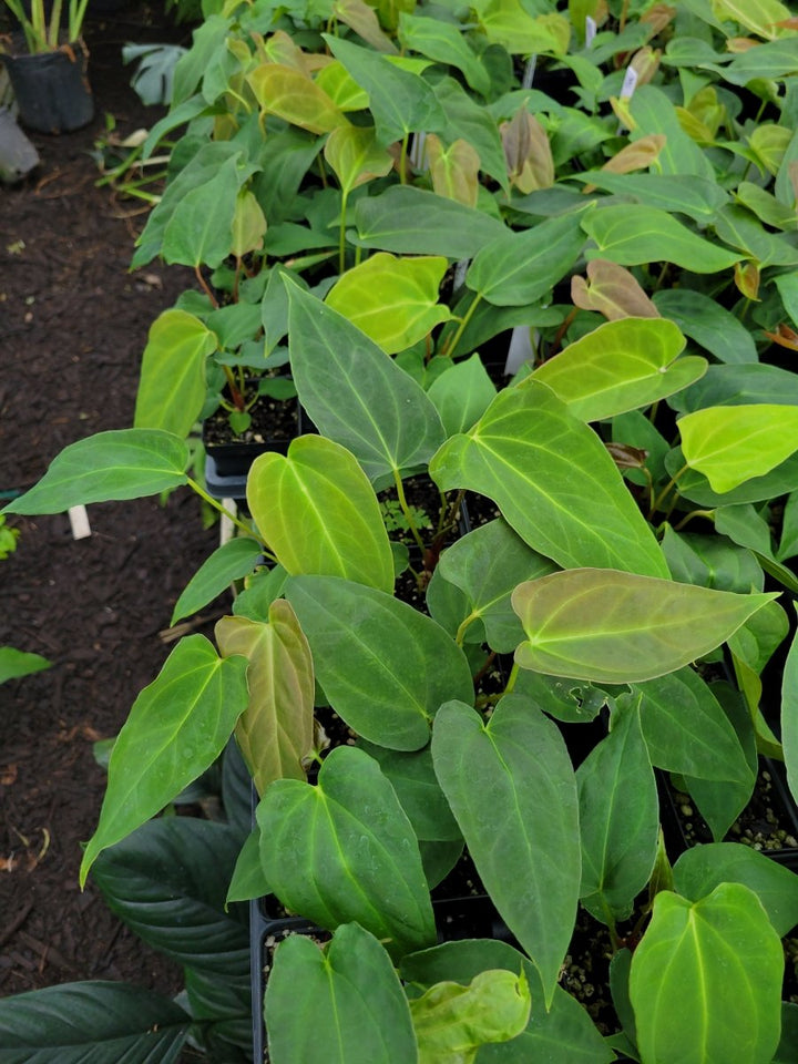 Anthurium Tim Anderson Stripey (A. Mag x Pap) x ( A. Ree Gardens Papillilaminum) - Nice Plants Good Pots