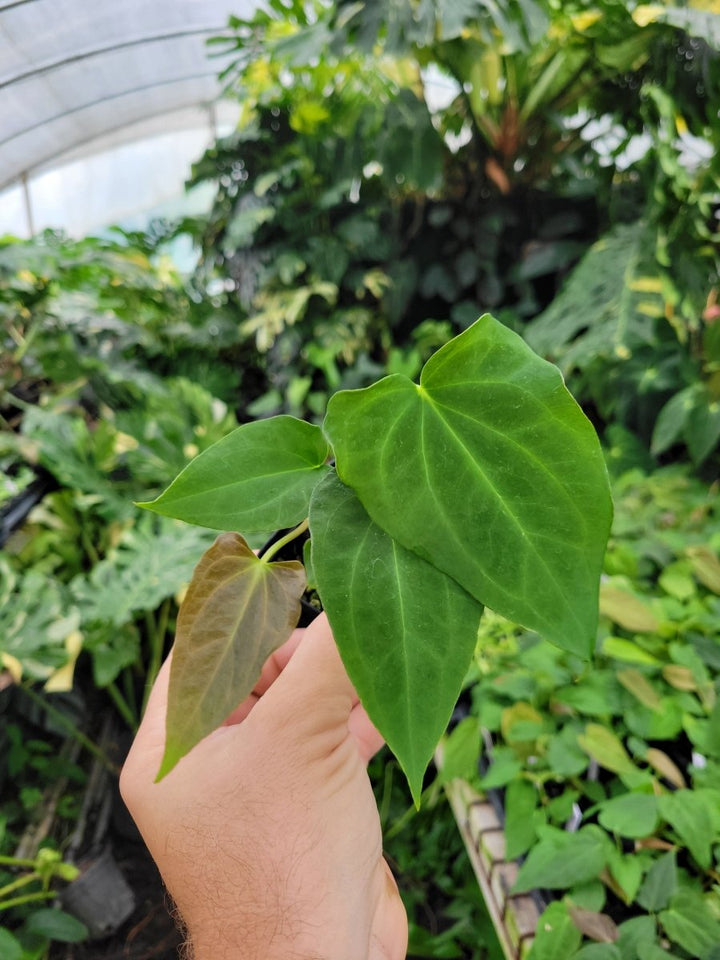 Anthurium Tim Anderson Stripey (A. Mag x Pap) x ( A. Ree Gardens Papillilaminum) - Nice Plants Good Pots